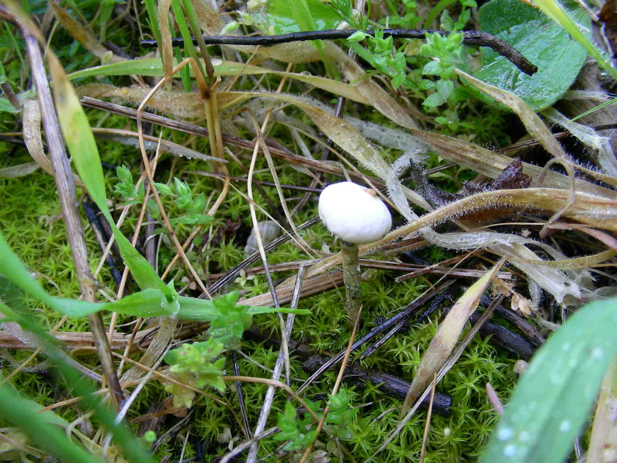 1633 Aprile vecchio ritrovamento